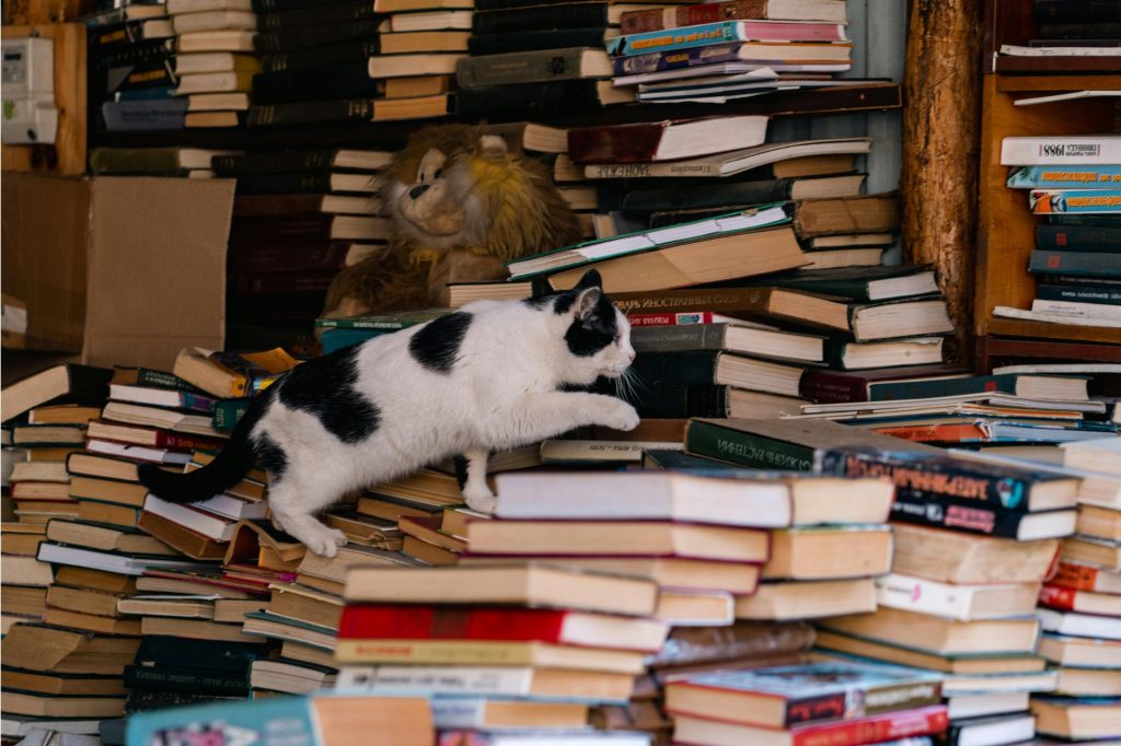 a cat climbs across a giant pile of books in front of very full bookshelves 