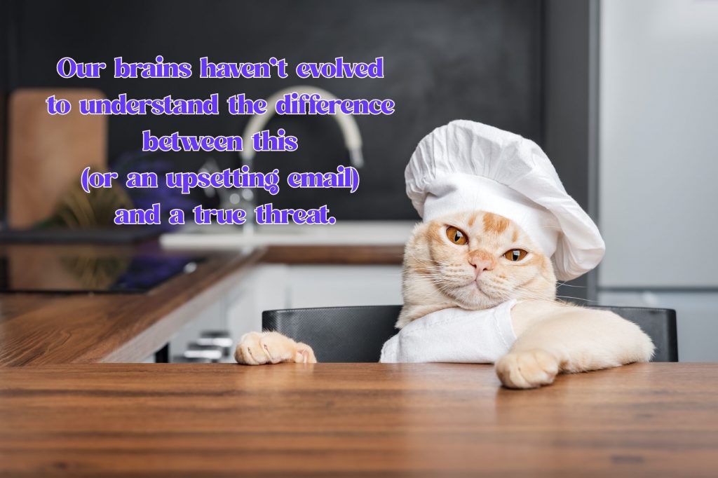 a cat is in the sink of a kitchen wearing a chef hat and apron with the text overlay that reads "our brains haven't evolved to understand the difference between this (or an upsetting email) and a true threat.'
